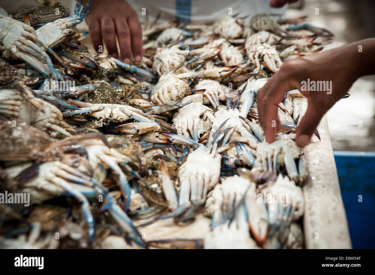 The Fish Market Dubai, United Arab Emirates Stock Photo Alamy