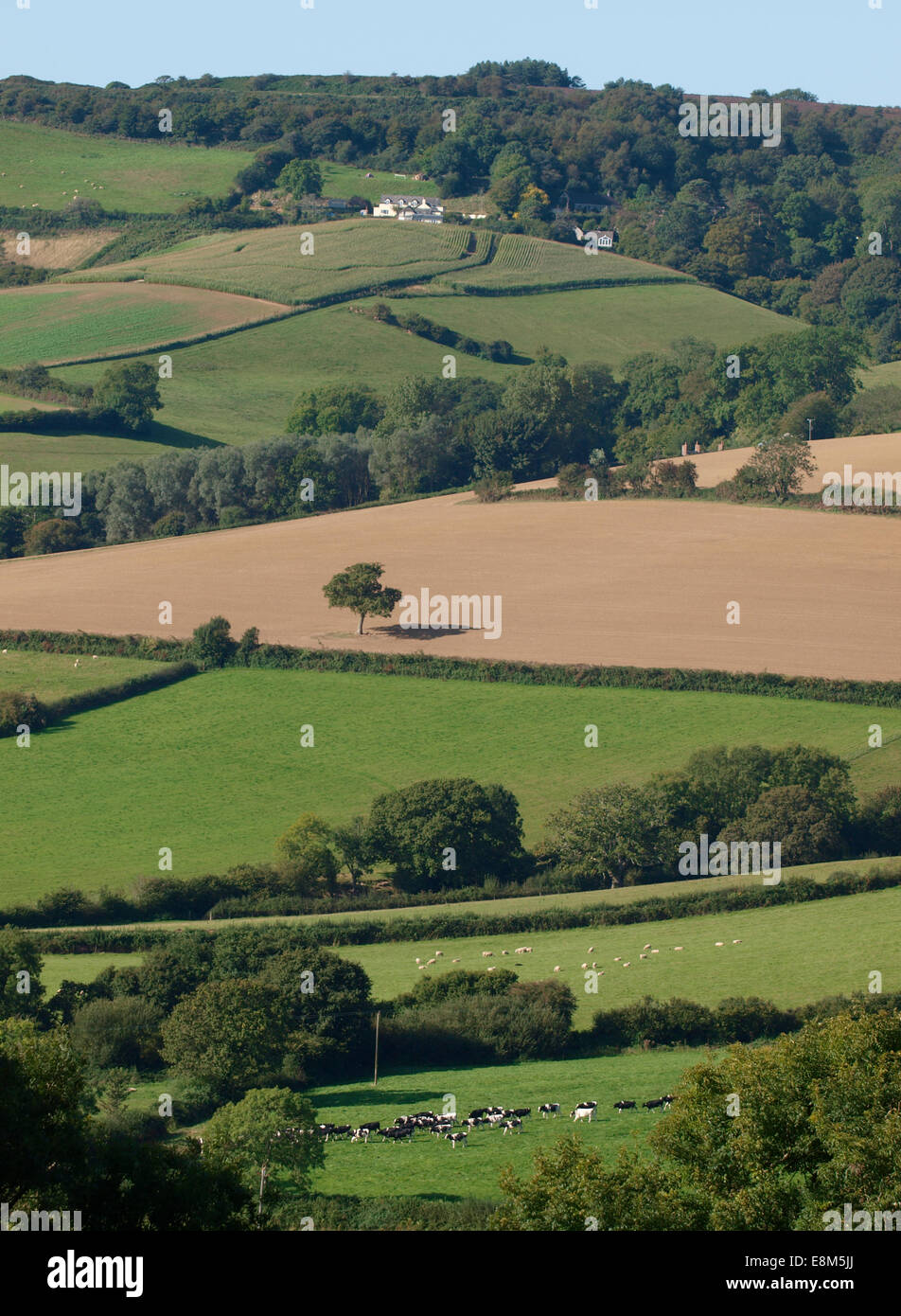 Dorset farmland near Chideock, UK Stock Photo