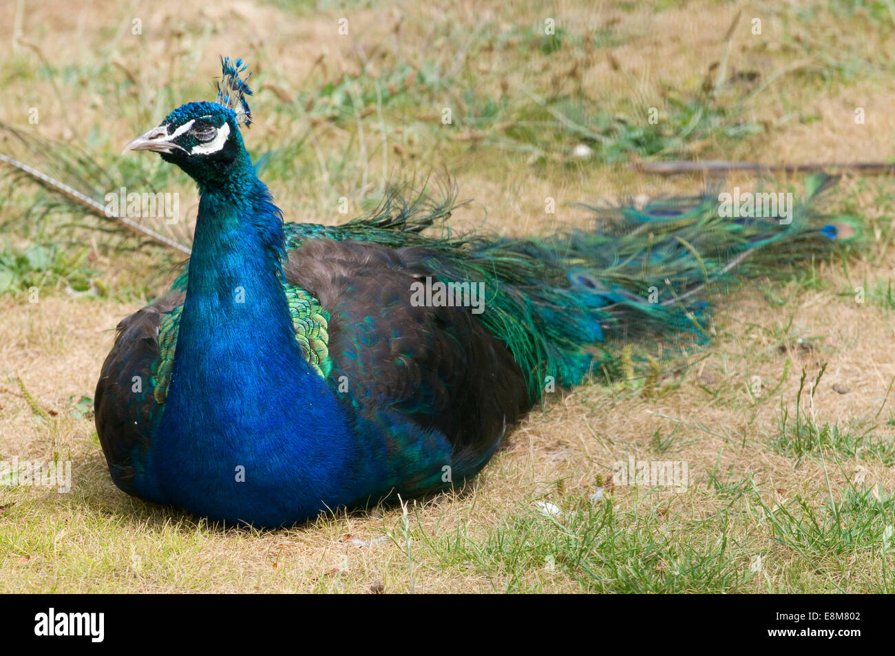 Indian Blue Green male Peacock Stock Photo