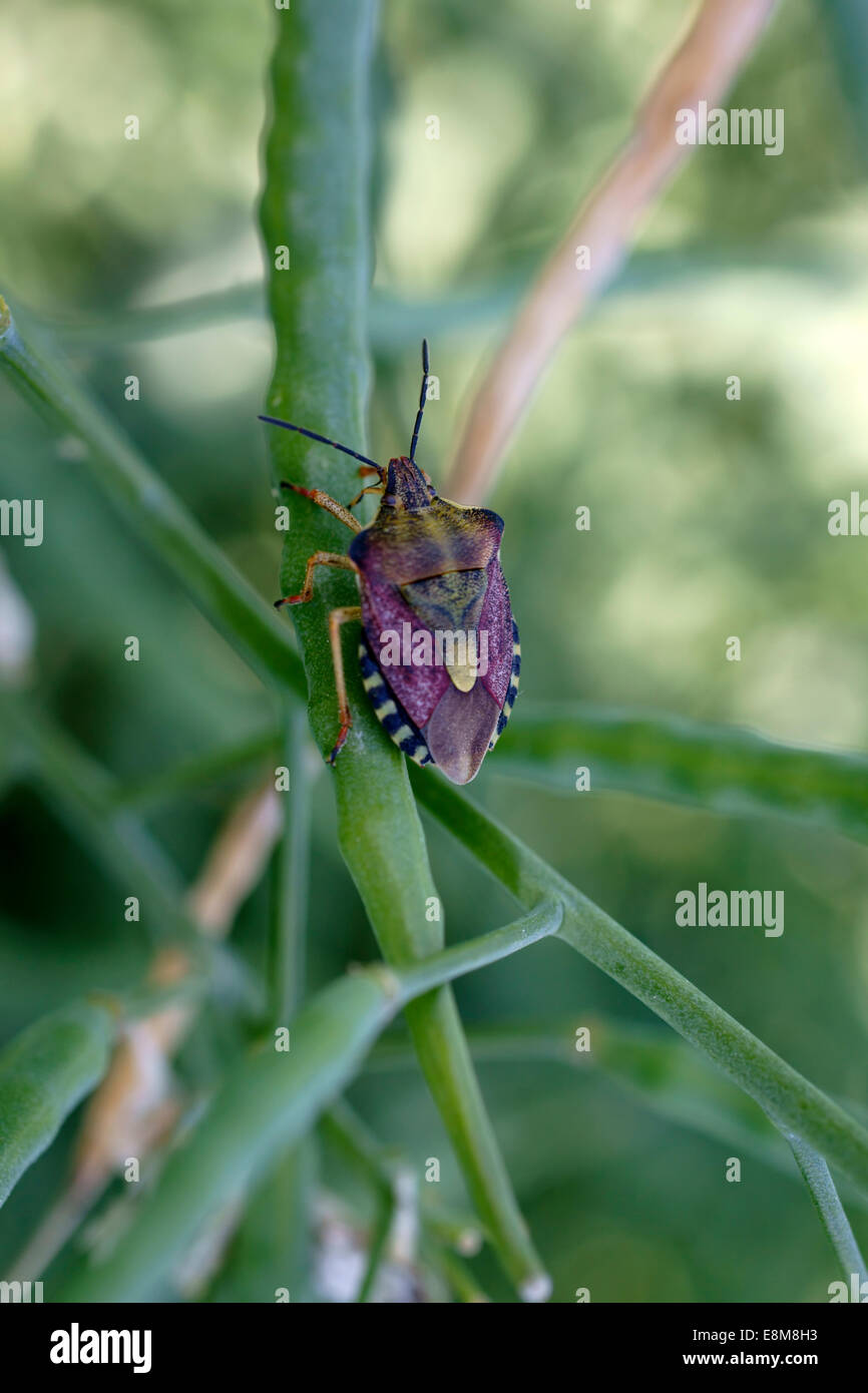 Carpocoris purpureipennis Stock Photo