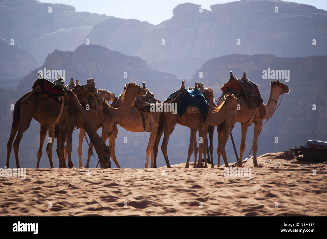Row of camels in the desert of the Wadi Rum, known as Valley of the Moon, famous valley cut into the sandstone and granite rock and looking like Mars Stock Photo