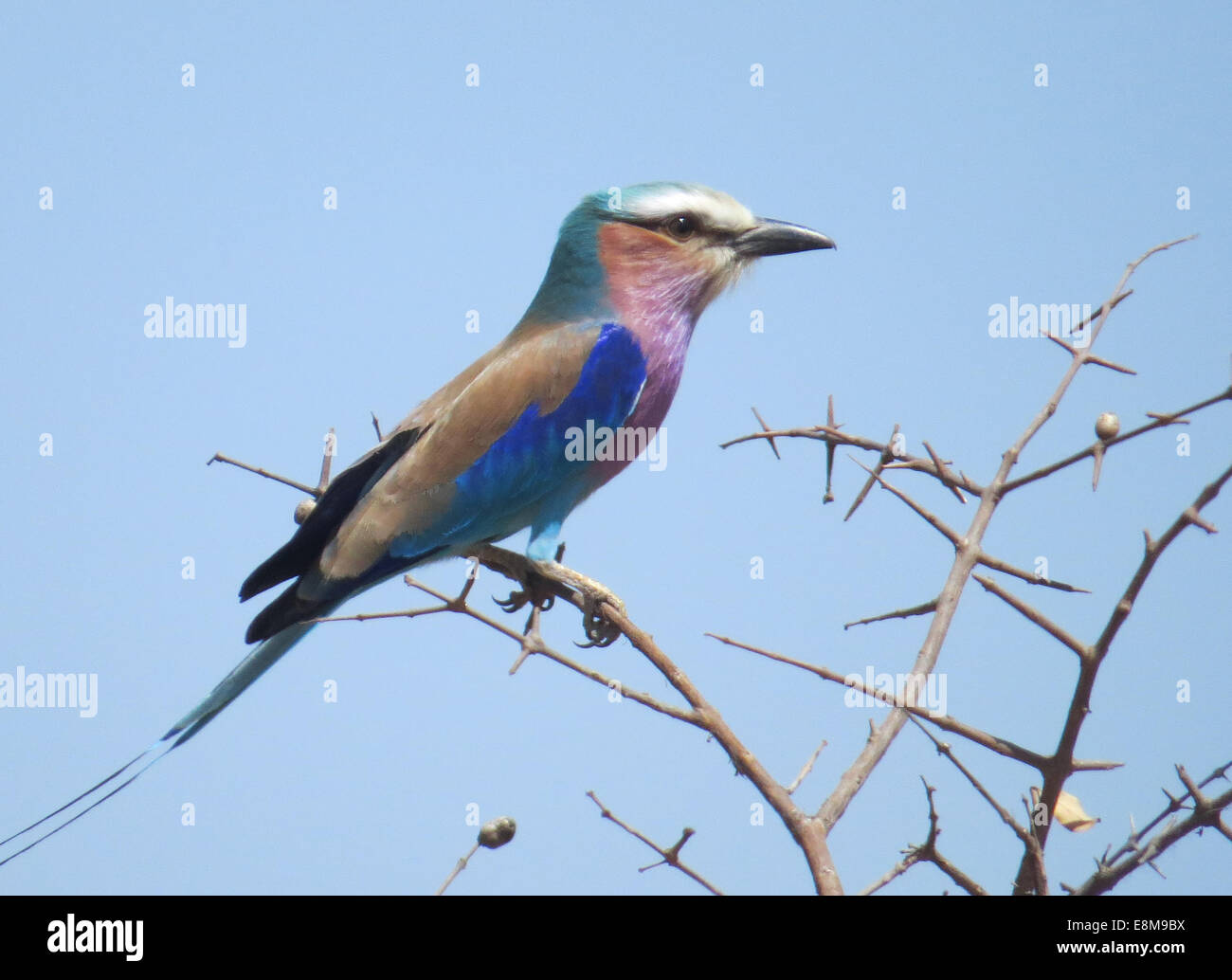 LILAC BREASTED ROLLER Coracias caudata in South Africa. Photo Tony Gale Stock Photo