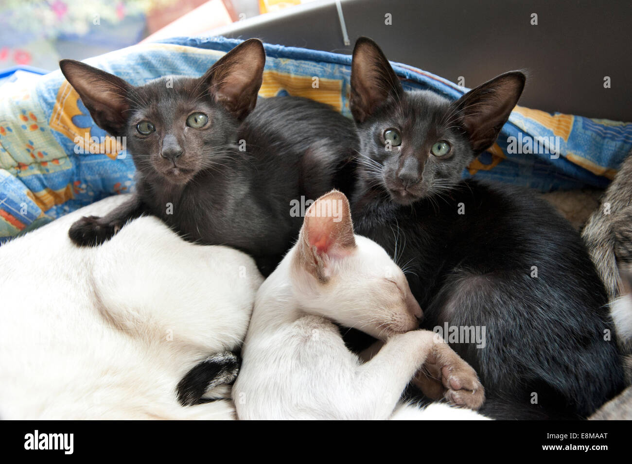 Picture by Roger Bamber : 05 September 2014 :  A pair of Black Oriental Siamese kittens with a Cinnamon Point Siamese from the s Stock Photo