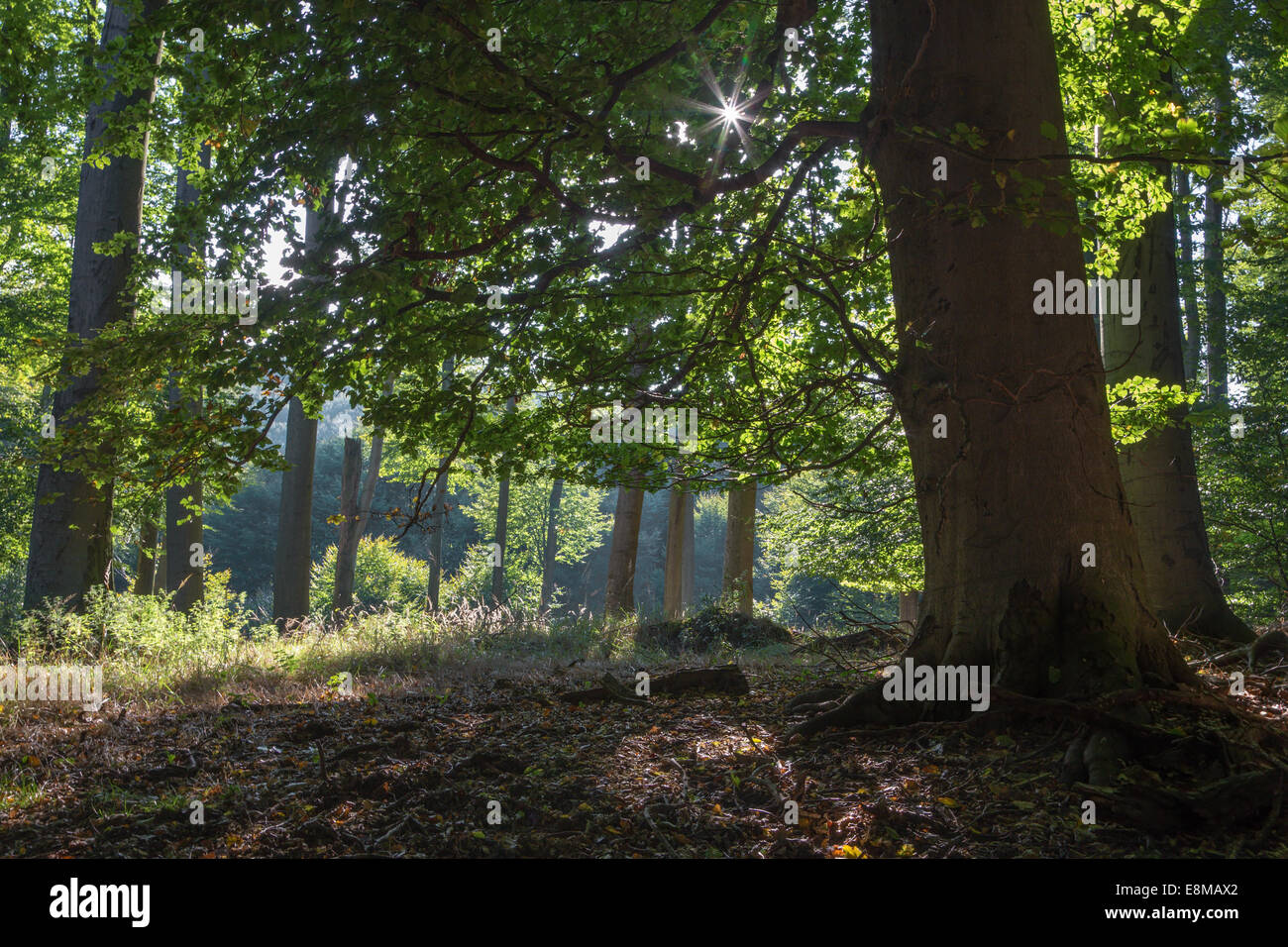 summern beech forest in Little Carpathian - Slovakia Stock Photo