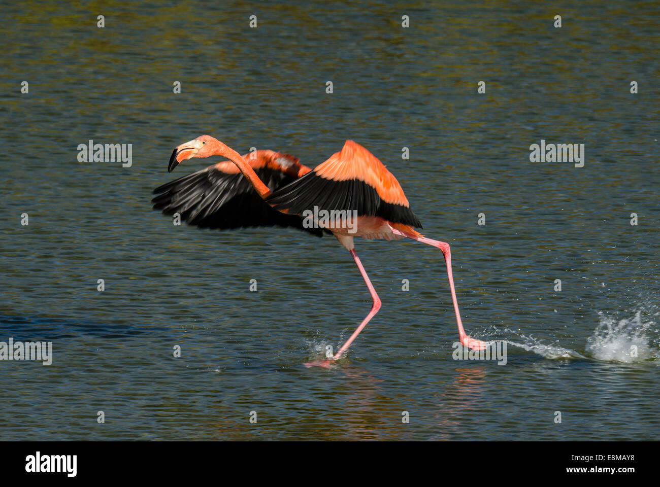 American Flamingo Phoenicopterus ruber glyphorhynchus Punta Moreno Isabela Island Galapagos Islands Ecuador Stock Photo