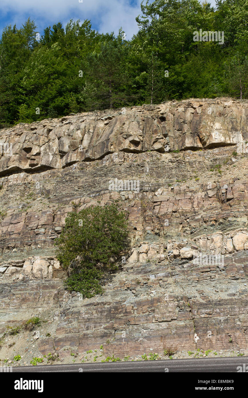 Forest and Rocks Stock Photo - Alamy