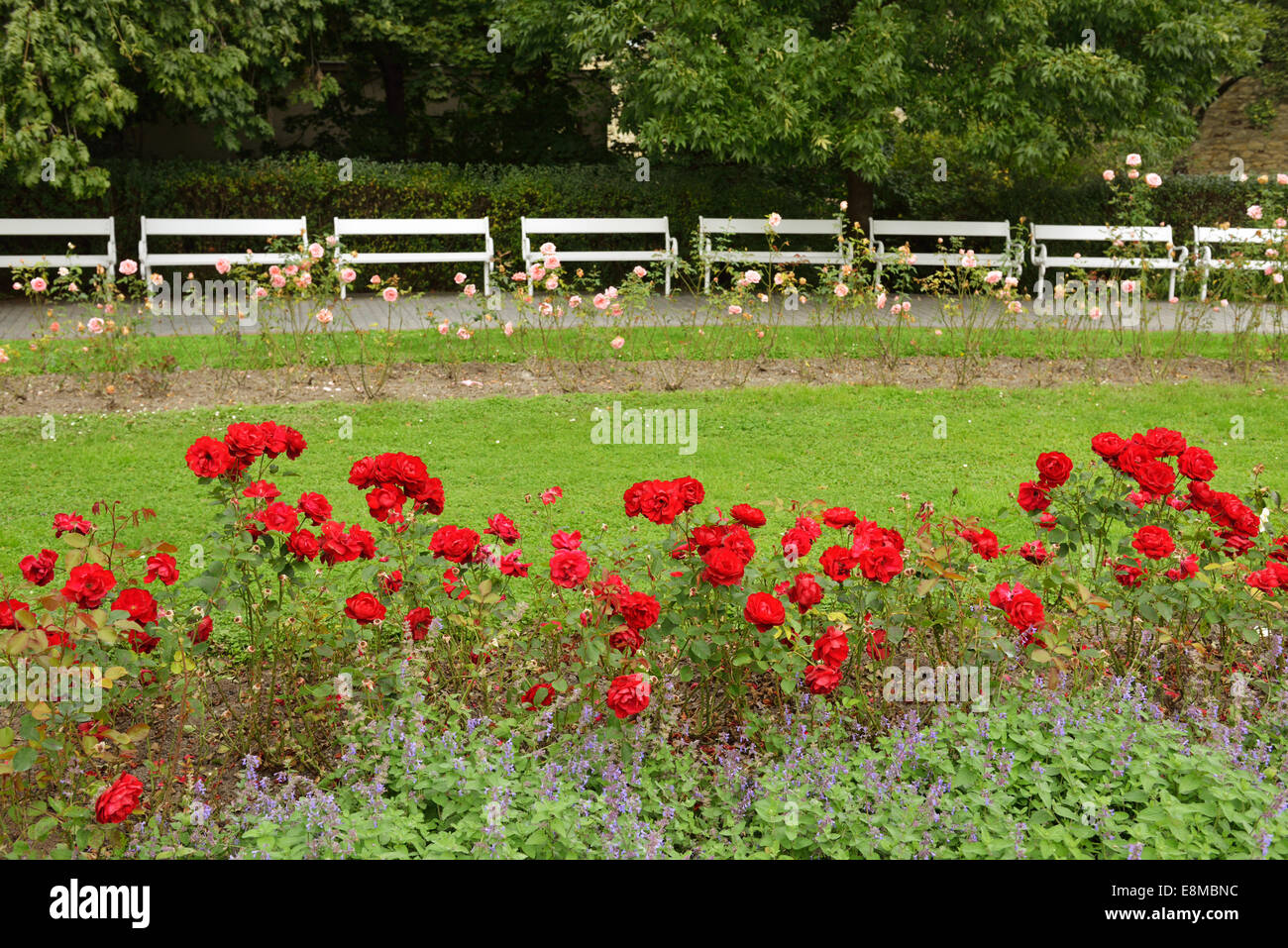 Prague red roses hi-res stock photography and images - Alamy