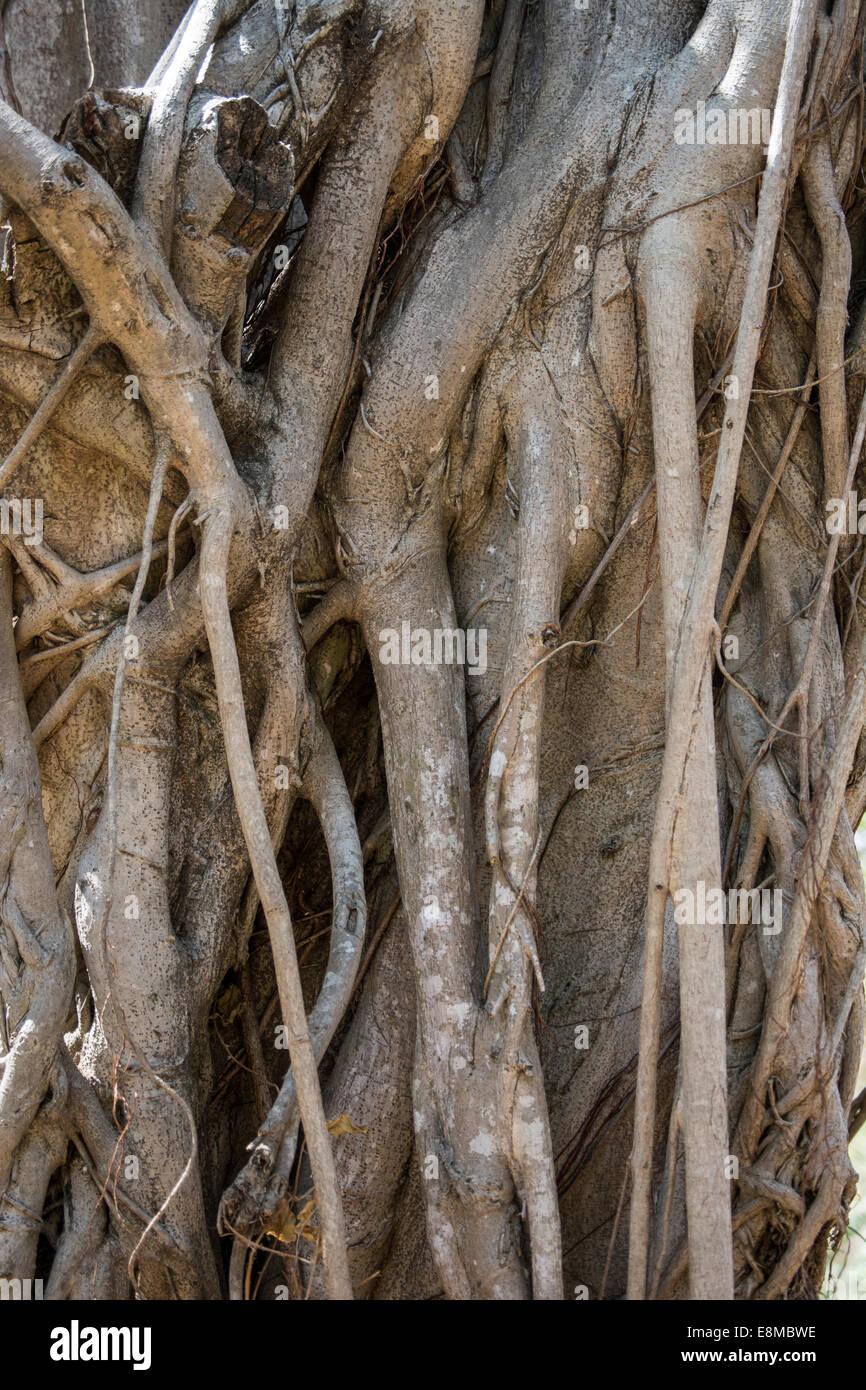 Bark and stem of a strangler fig tree Stock Photo