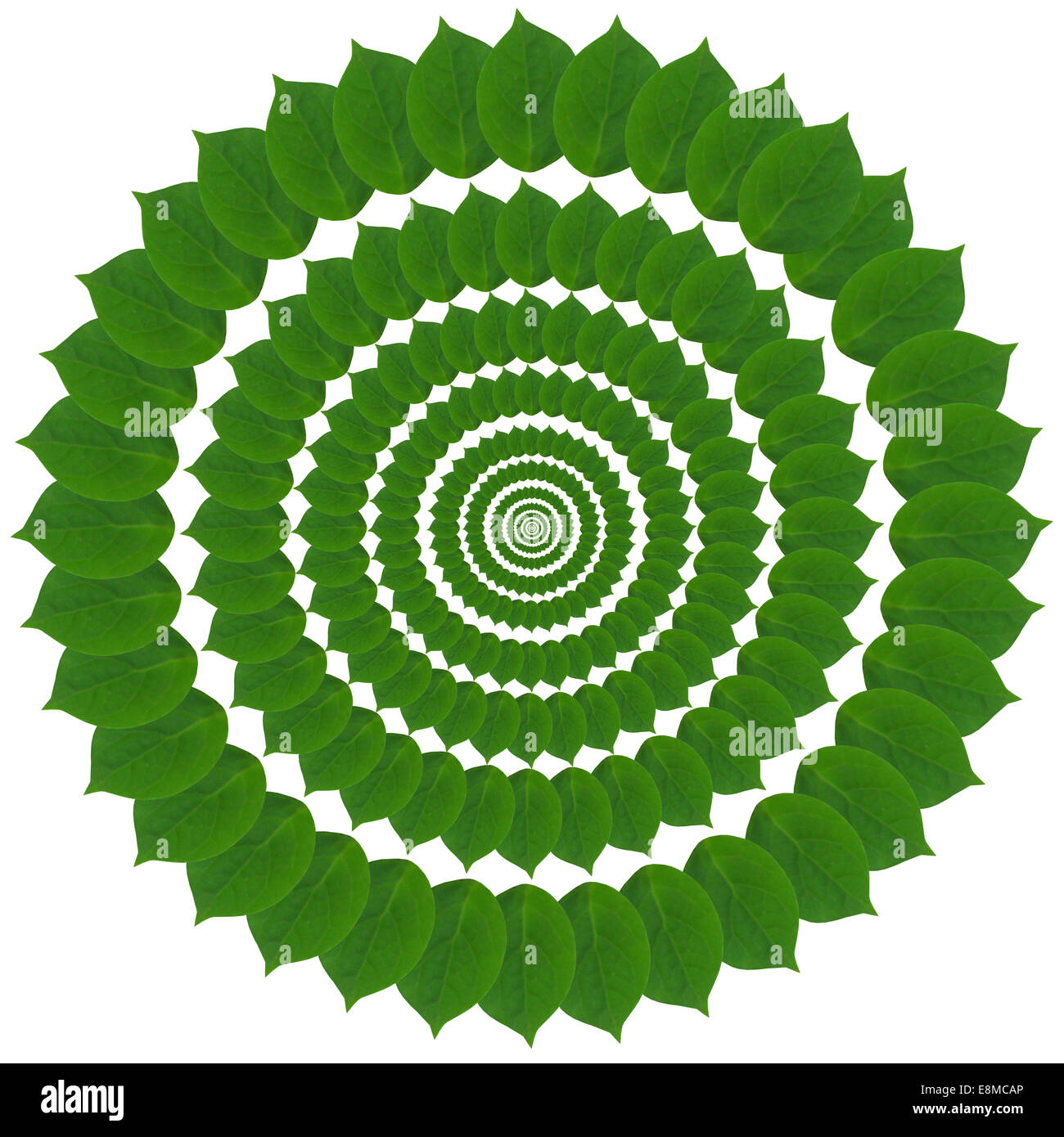 Spiral leaf pattern hi-res stock photography and images - Alamy