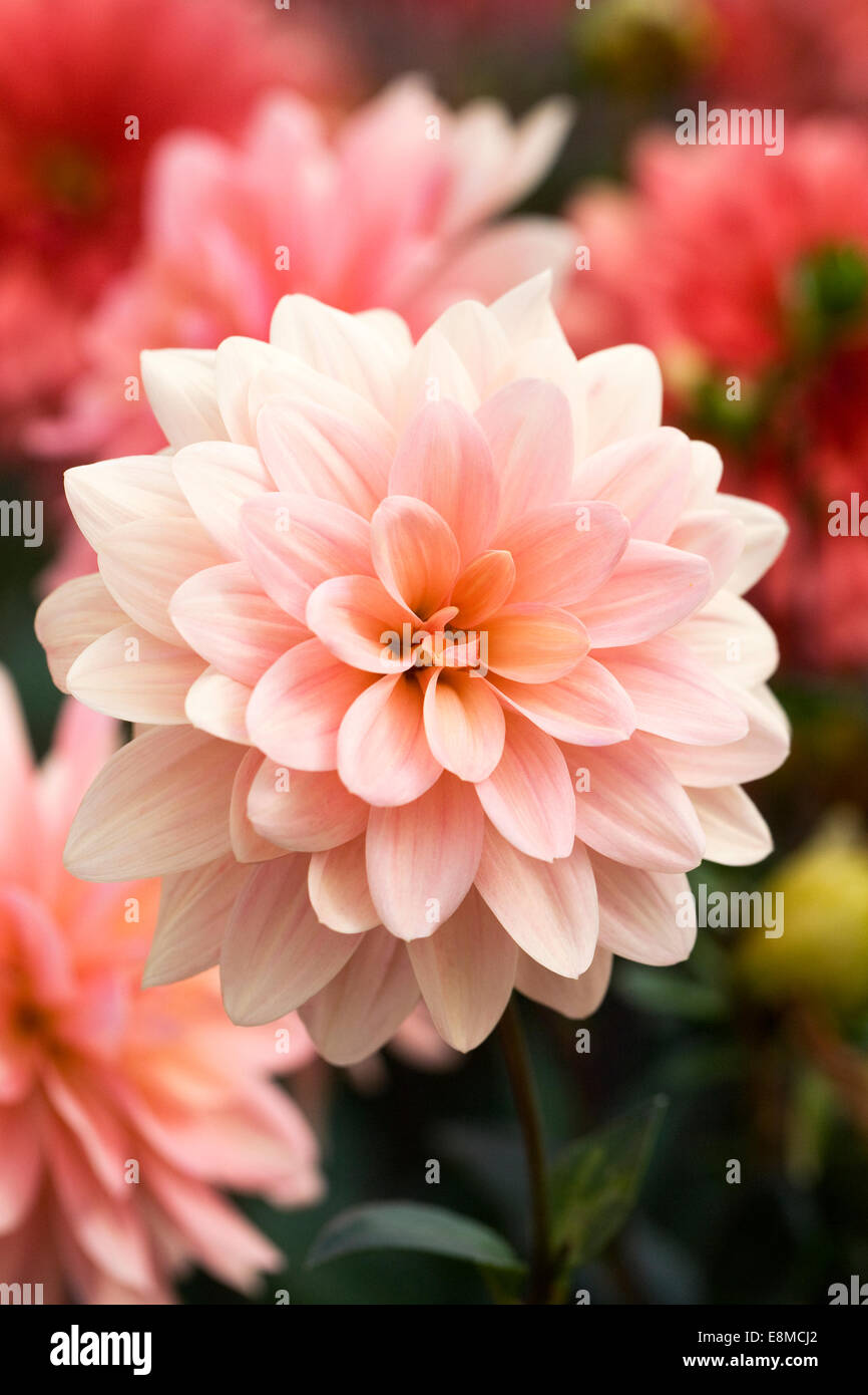 Apricot coloured flowers hires stock photography and images Alamy