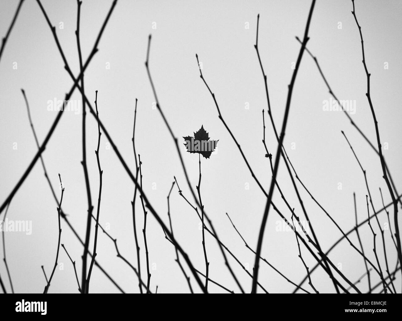 Maple leaf Black and White Stock Photos & Images - Alamy