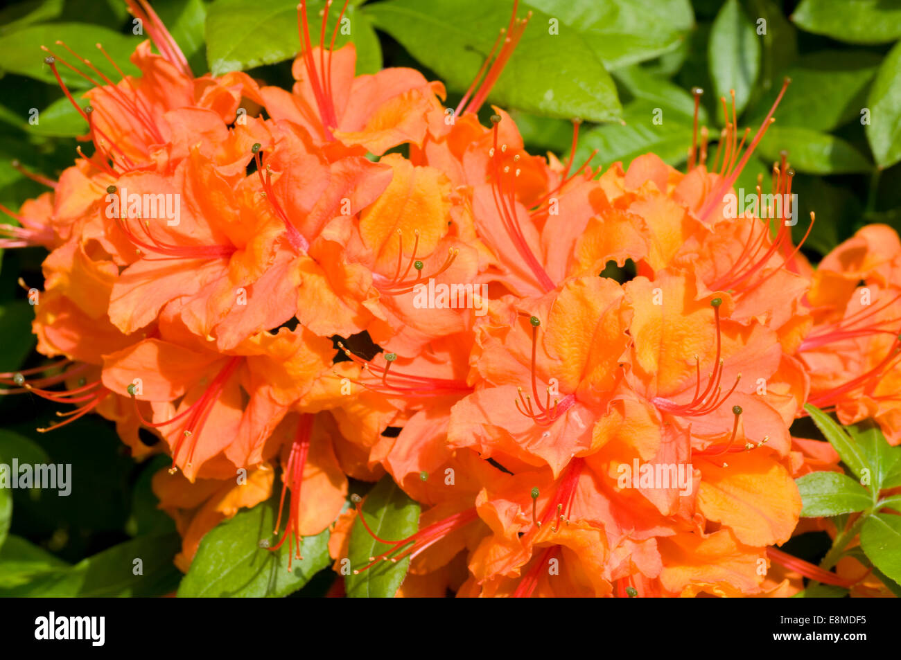 Orange Calendulaceum or Flammeum Rhododendron flowers in sunlight Stock Photo