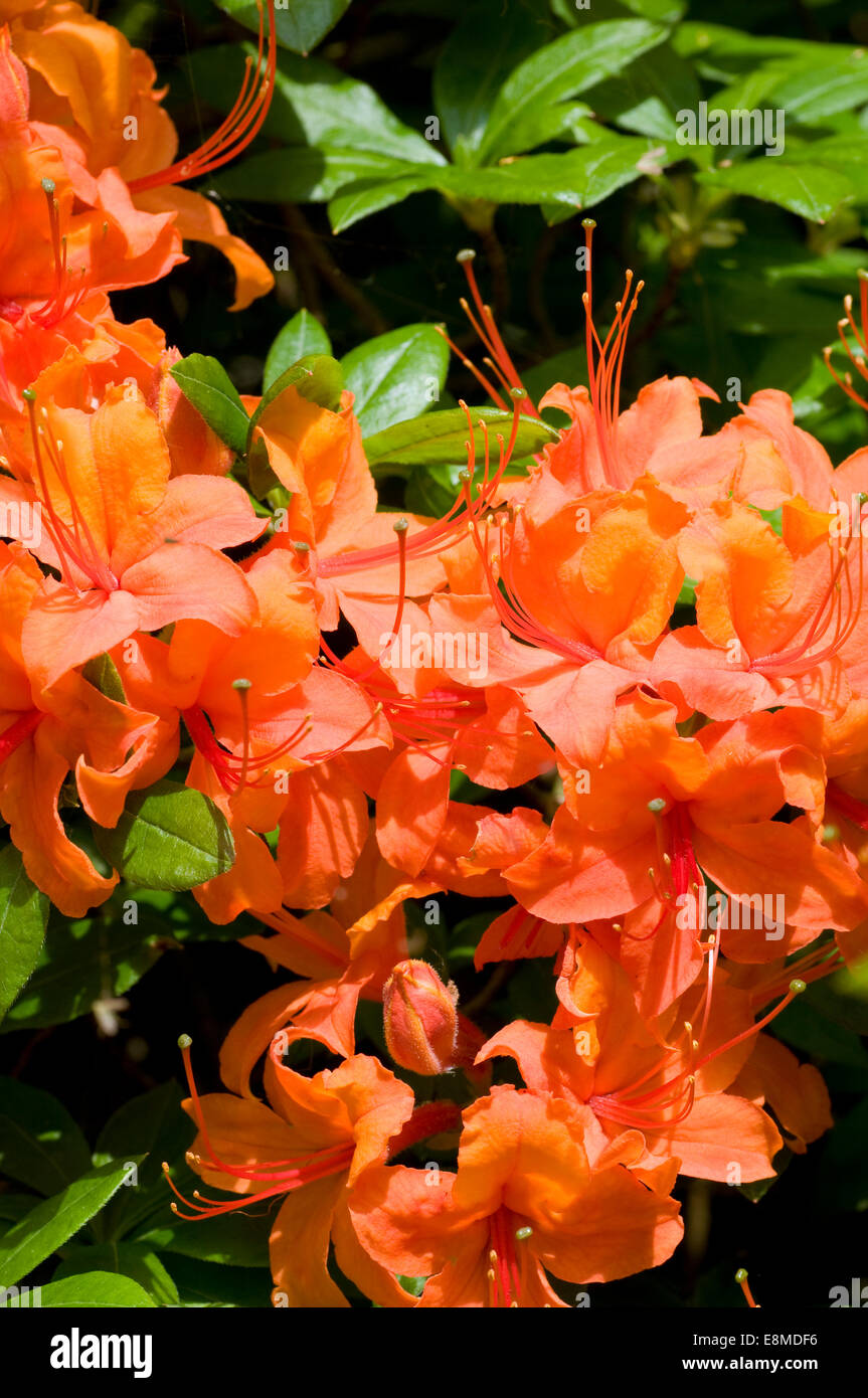 Orange Calendulaceum or Flammeum Rhododendron flowers in sunlight Stock Photo