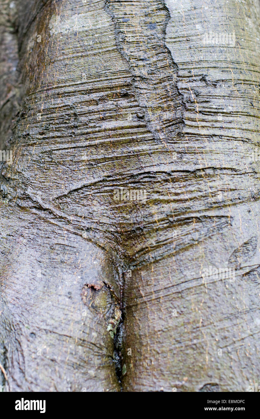 Mature Beech tree bark. Beech was a late entrant to Great Britain after the last glaciation, Stock Photo
