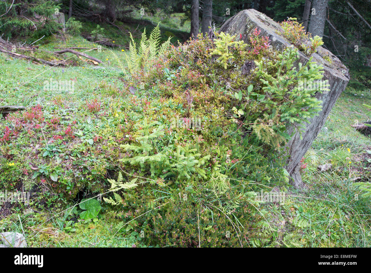 trunk in the alps spruce forest Stock Photo