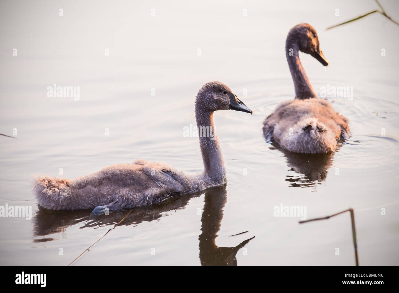 Beautiful young swans floating on the water surface Stock Photo