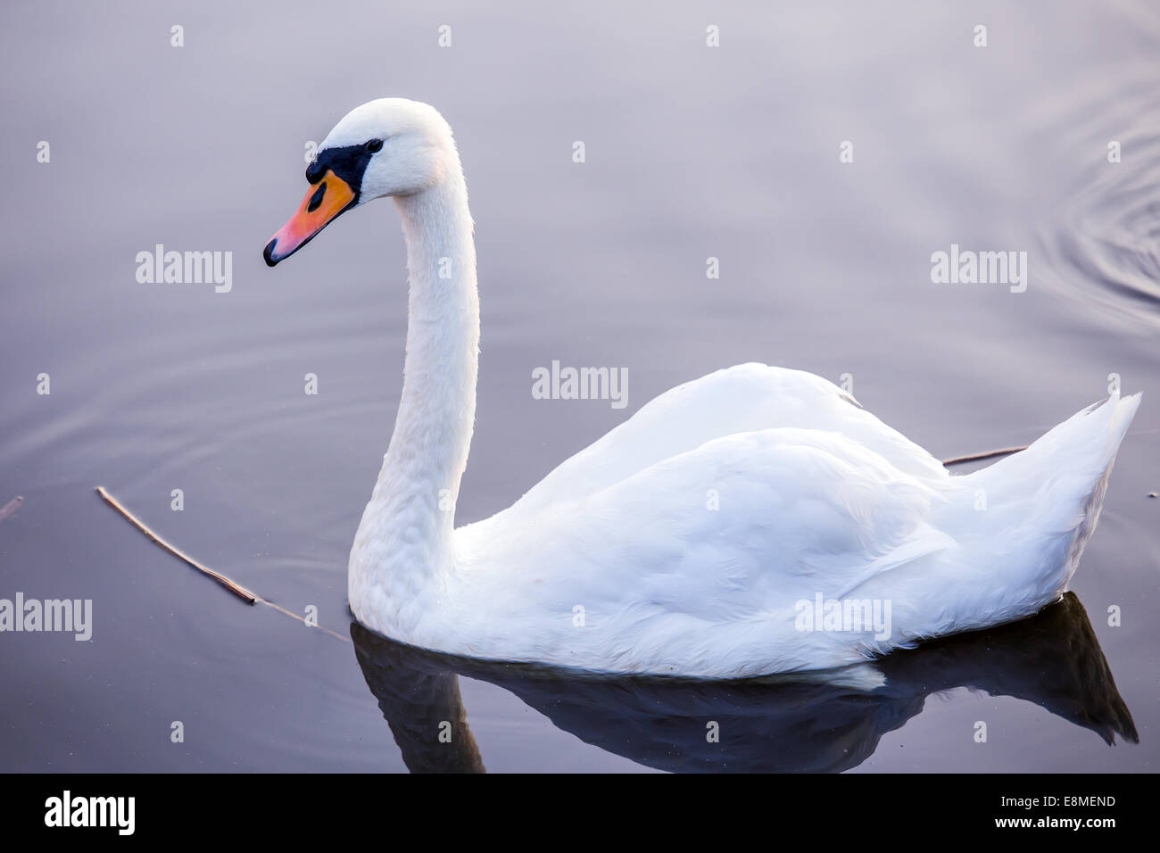 Majestic swan floating on the water surface Stock Photo