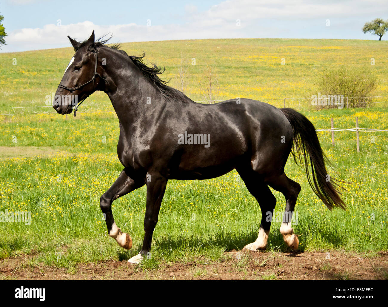 Black Horse Running