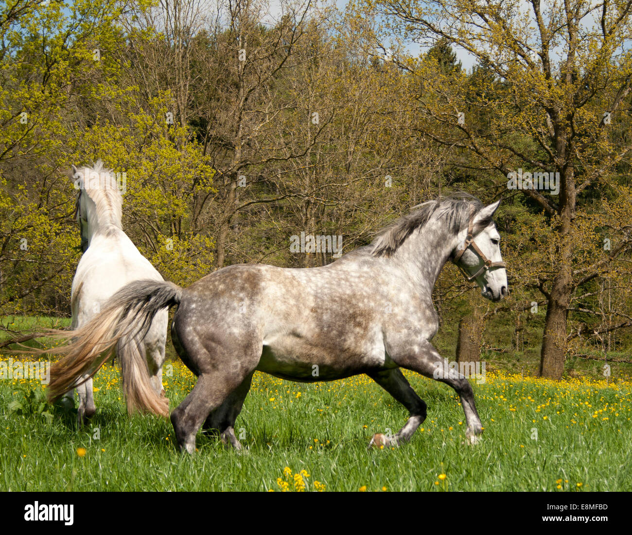 Two white Horses galloping free on meadow Stock Photo