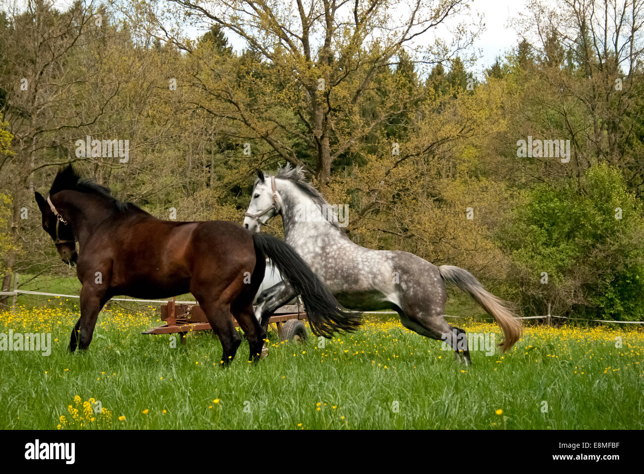 Two Horses galloping free on green meadow Stock Photo