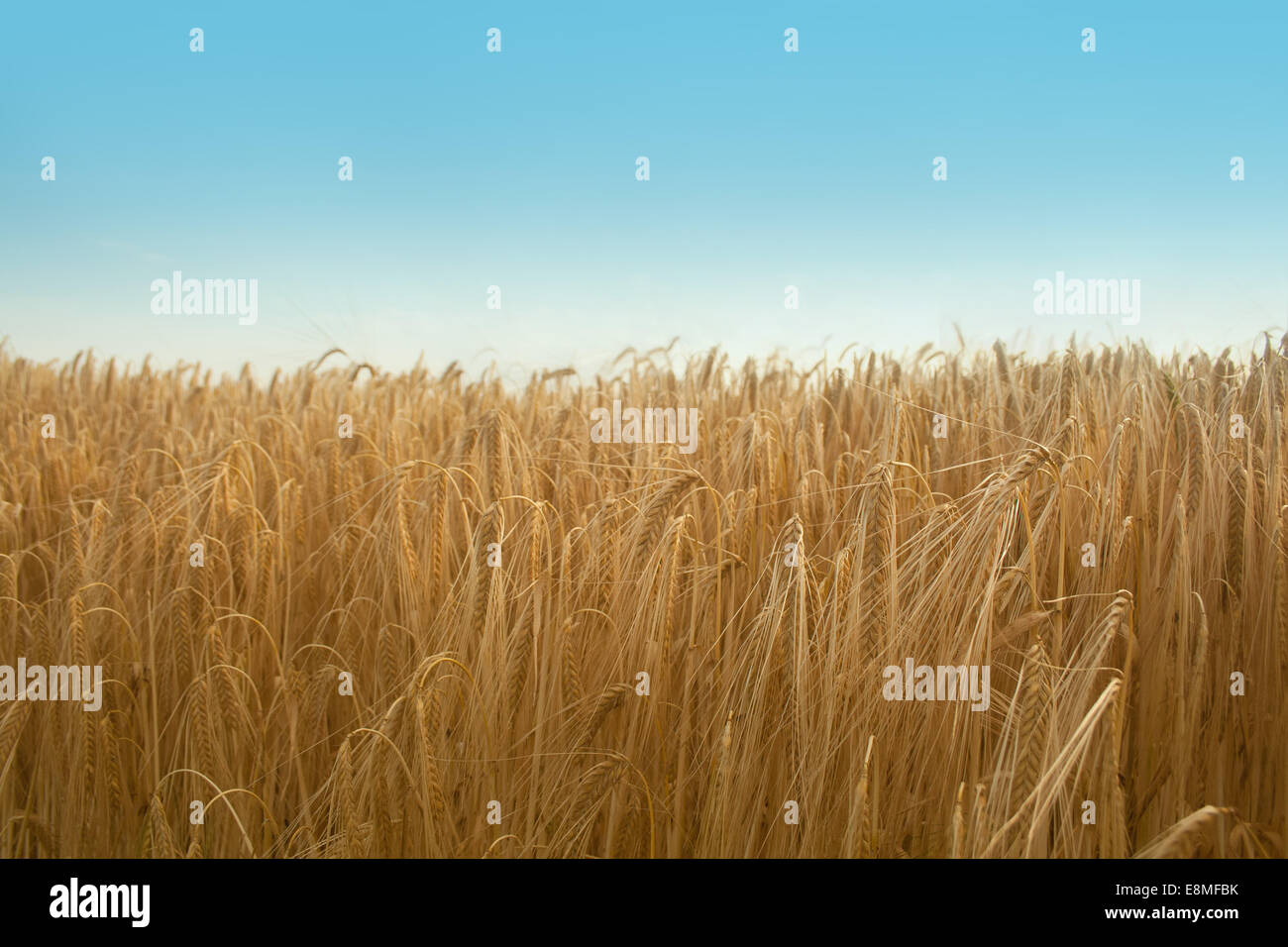 Golden Grain at cornfield Stock Photo Alamy