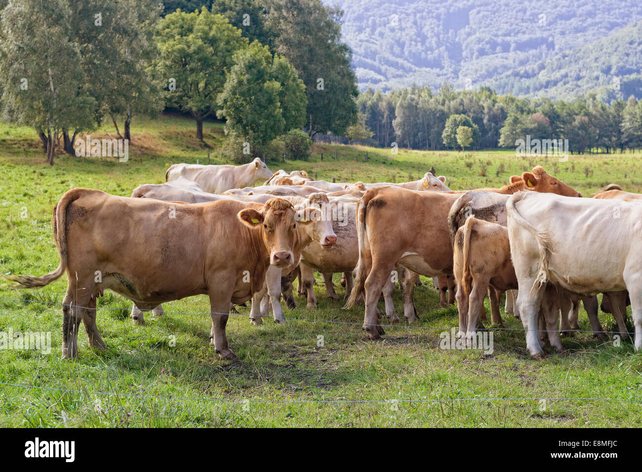 Cow on mountain meadow in summer cloudy day Stock Photo - Alamy