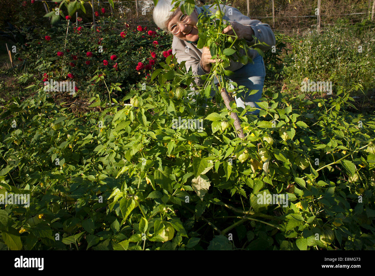 A senior gardener proudly holds up a stem of her tomatillo plants in her community garden.  Electric fence can be seen in back. Stock Photo