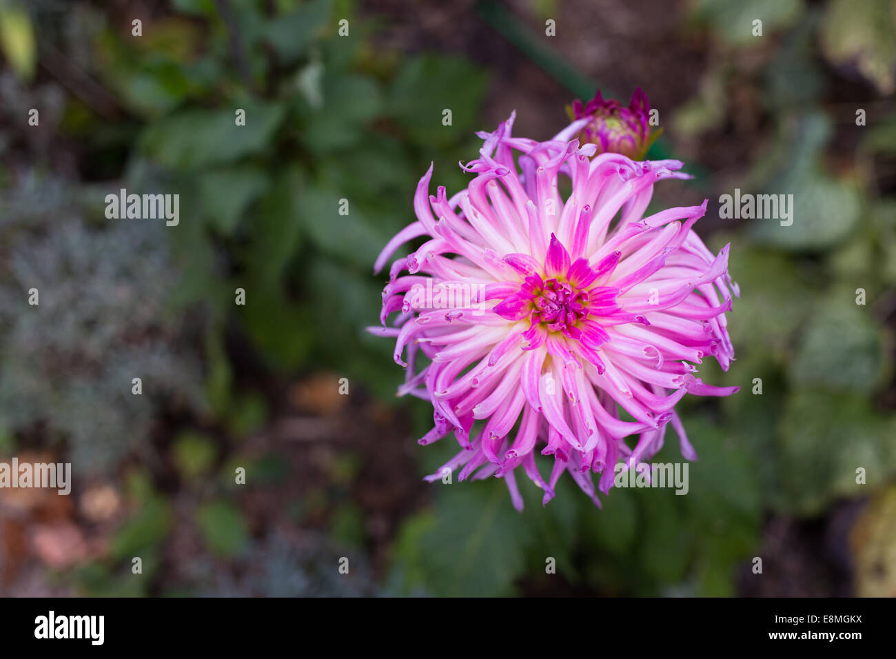Bright Pink flower Stock Photo