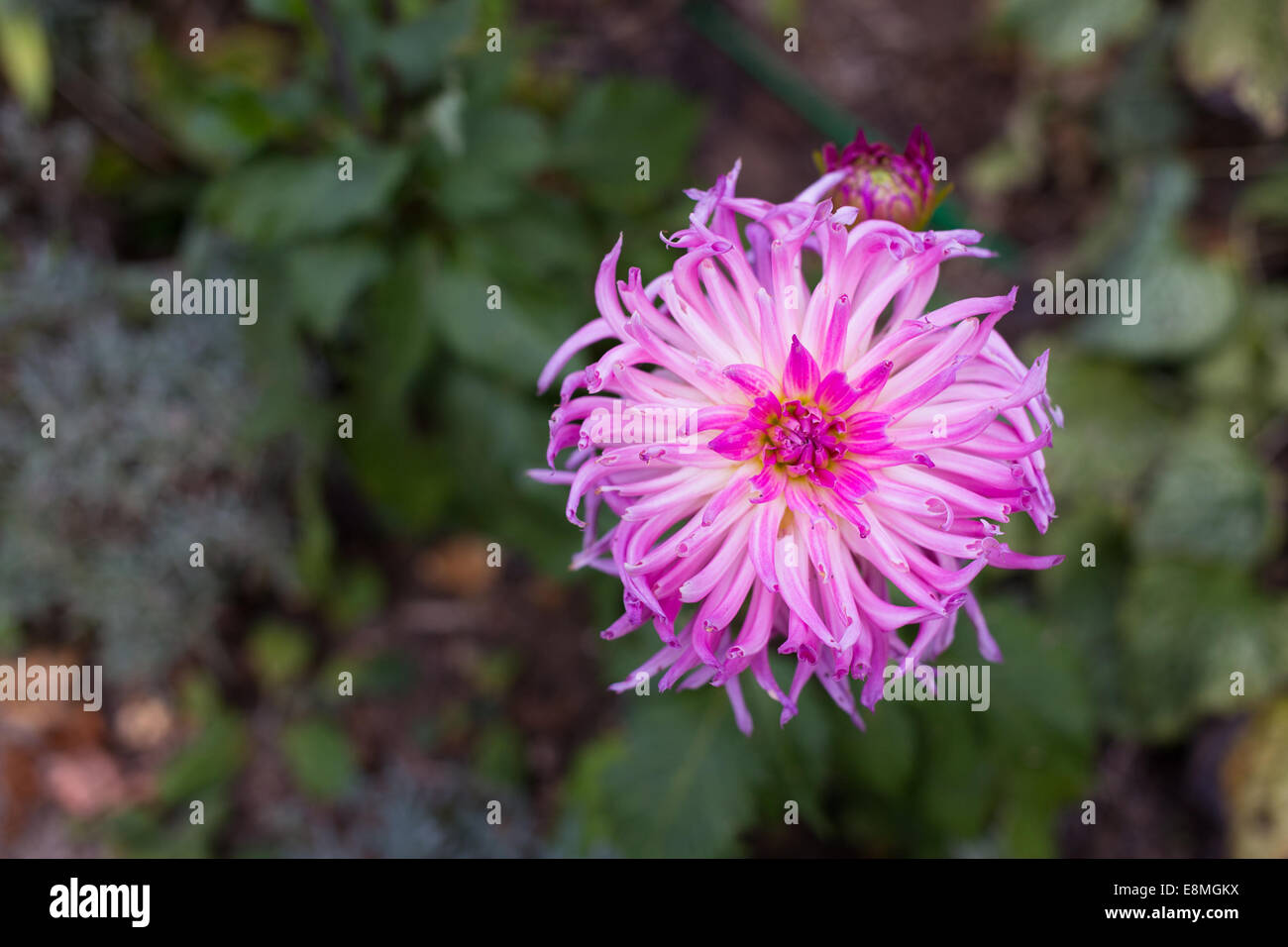 Bright flower detail hi-res stock photography and images - Alamy