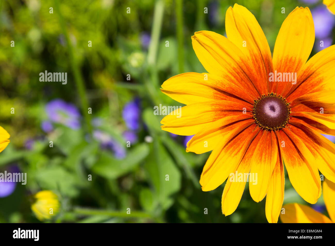 Bright Yellow rudbeckia Flower with copy space on the left Stock Photo
