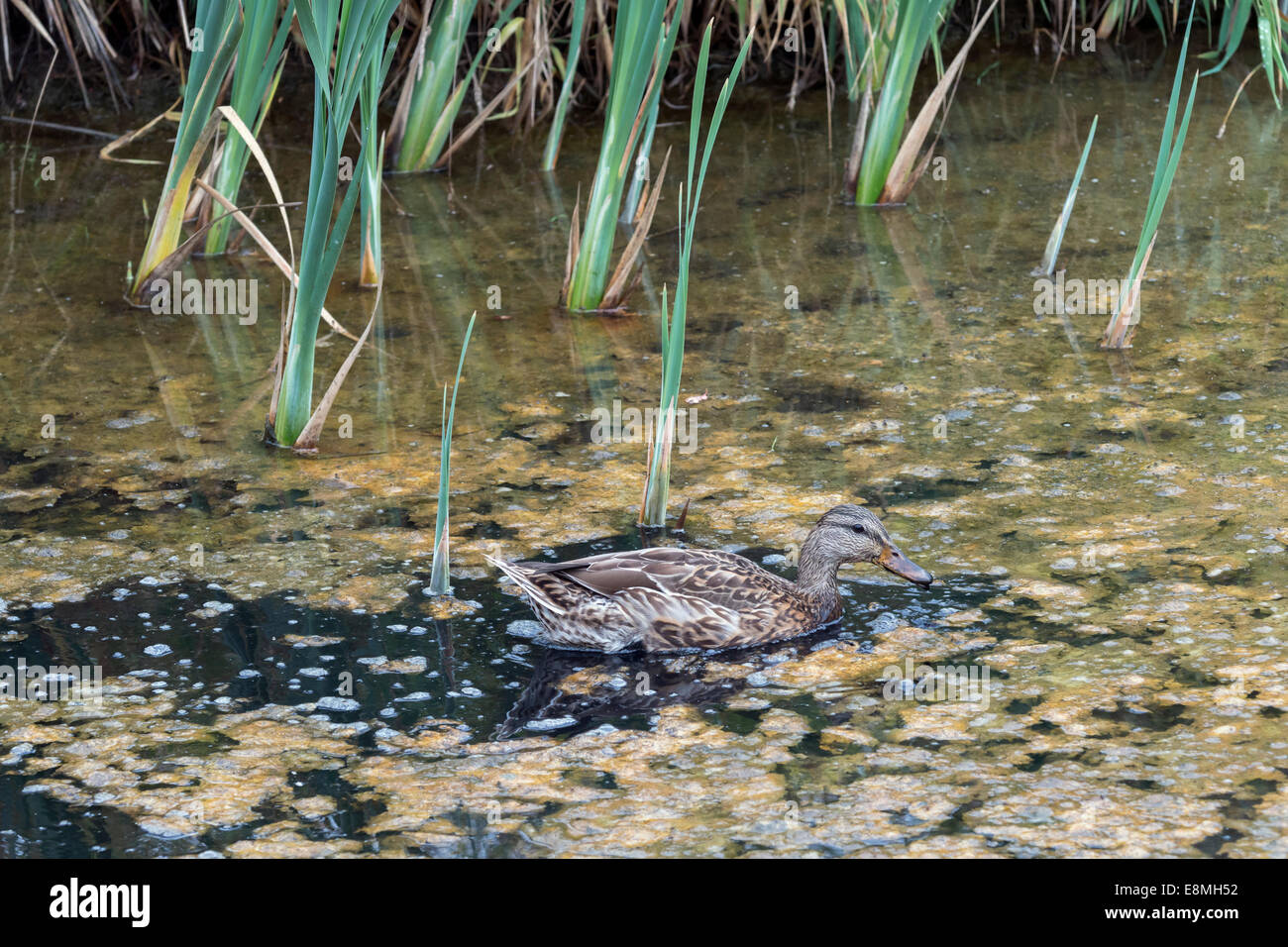 Mallard female with bull rush stalks and algae, Reifel Bird Sanctuary, Westham Island, British Columbia, Canada Stock Photo