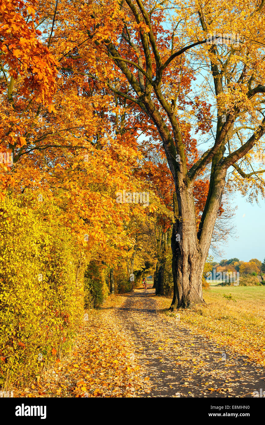 Pathway in the autumn park Stock Photo - Alamy