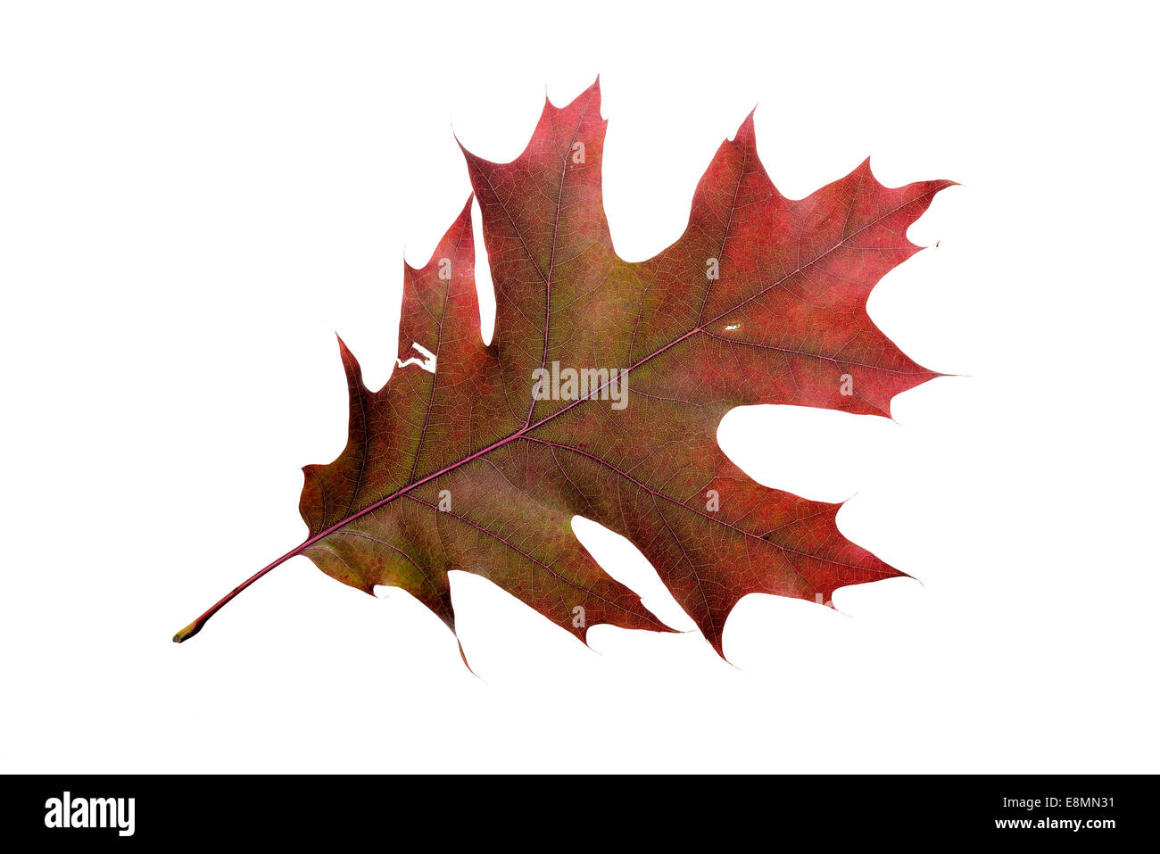 Oak tree leaf with autumn colors, isolated on white background Stock Photo