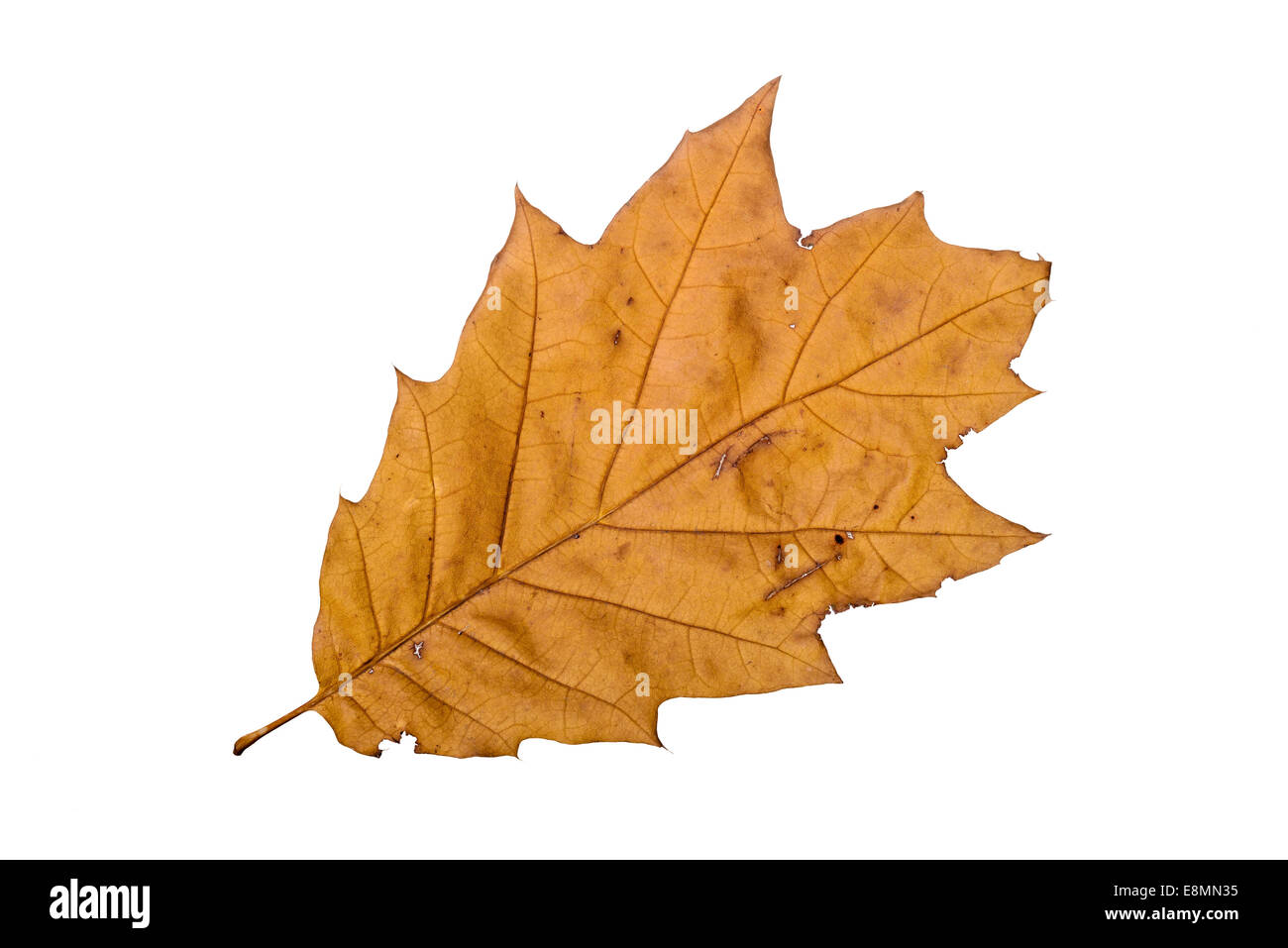 Oak tree leaf with autumn colors, isolated on white background Stock ...