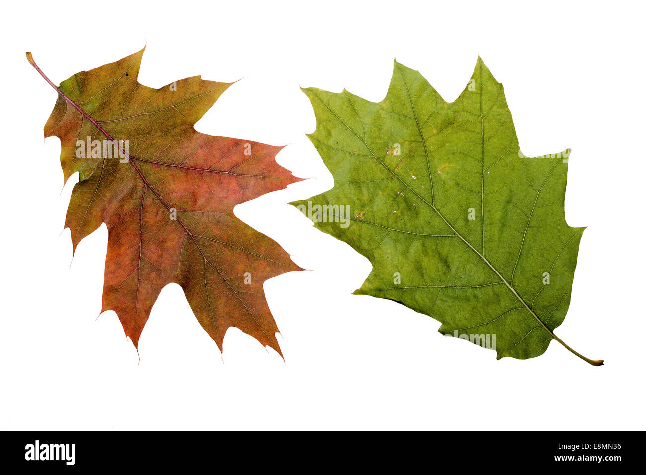 Oak tree leaves with autumn colors, isolated on white background Stock ...