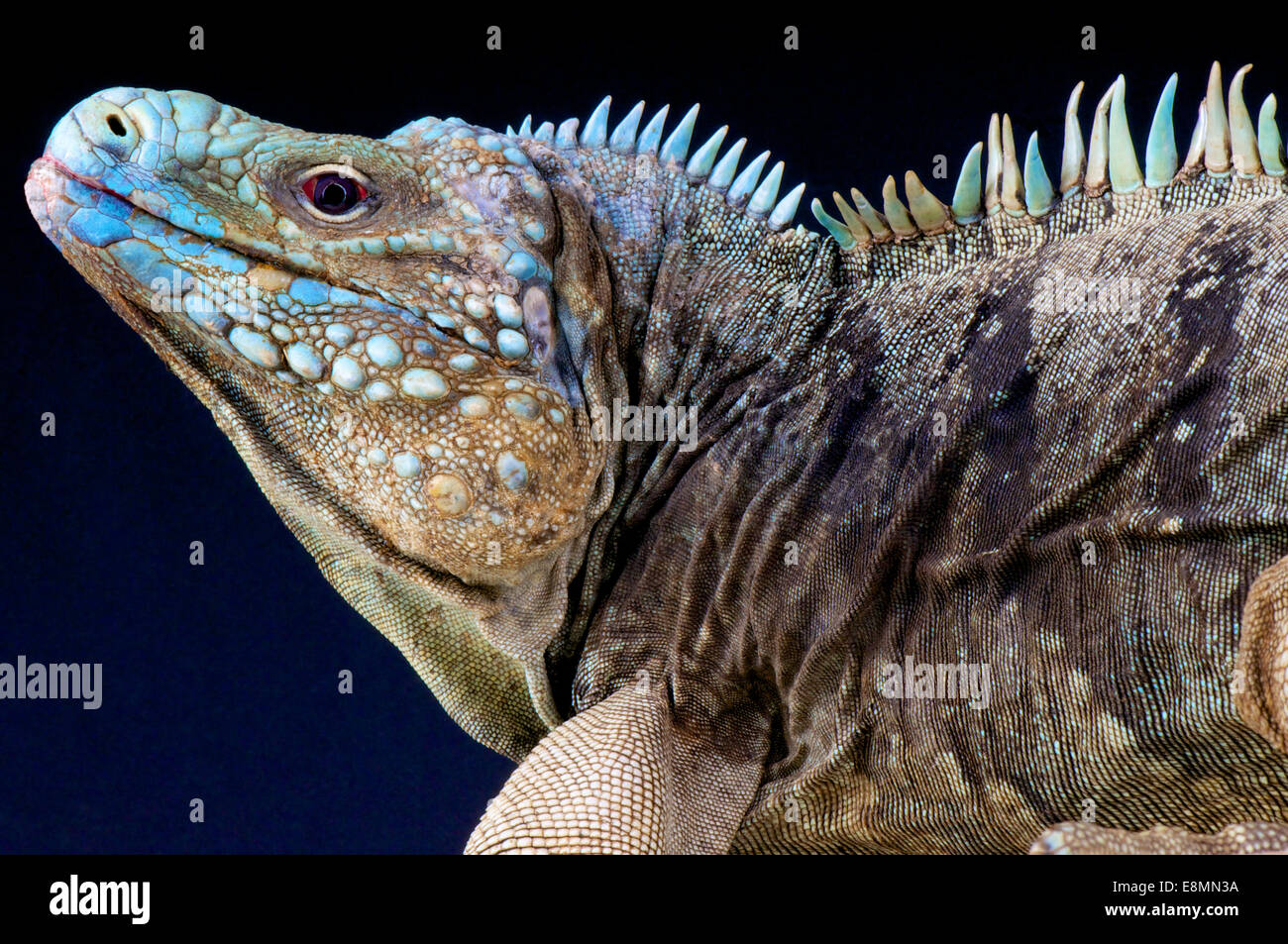 Blue rock iguana / Cyclura lewesi Stock Photo
