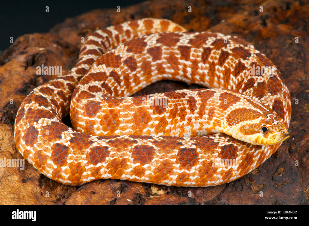 Hognose snake / Heterodon nasicus Stock Photo