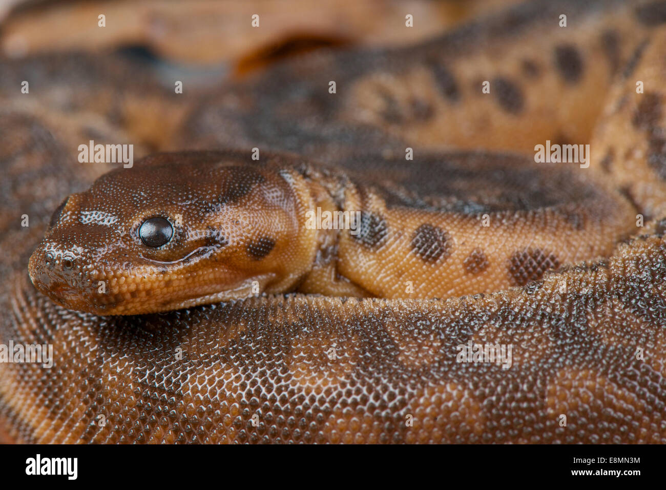 cute snake stock photos cute snake stock images alamy