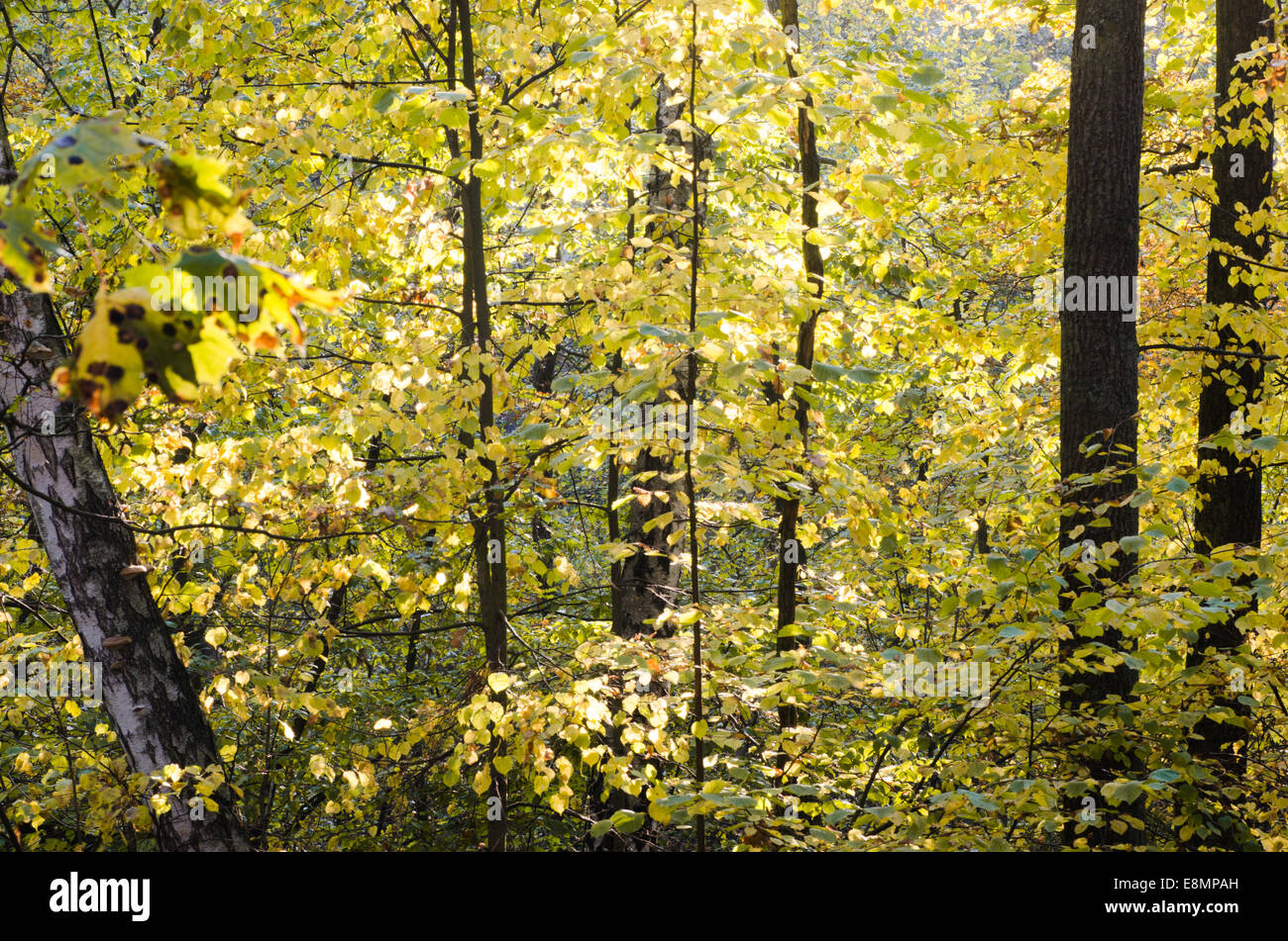 Autumn trees in forest hi-res stock photography and images - Alamy
