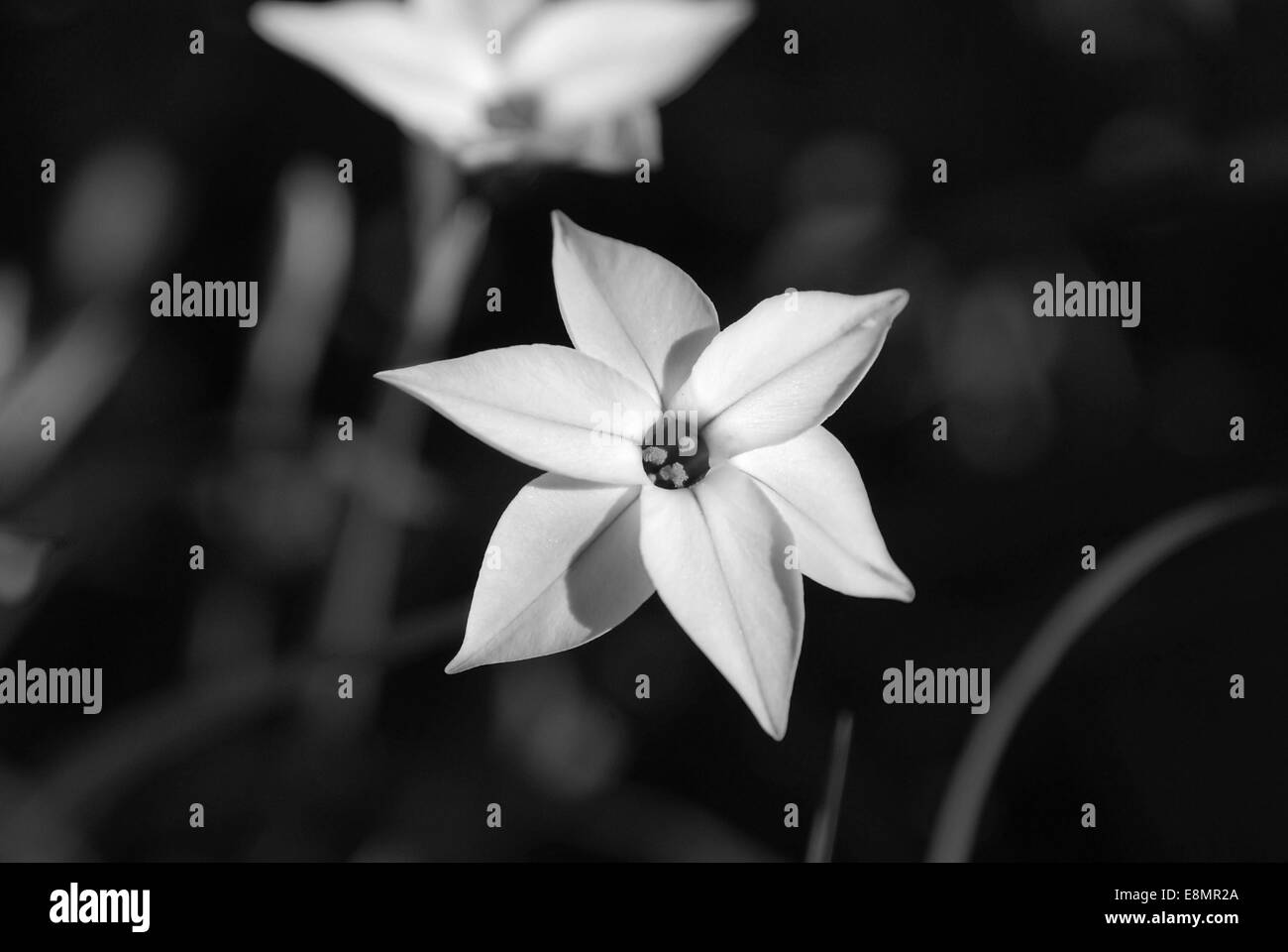 Close up of a delicate starflower bloom - monochrome processing Stock Photo
