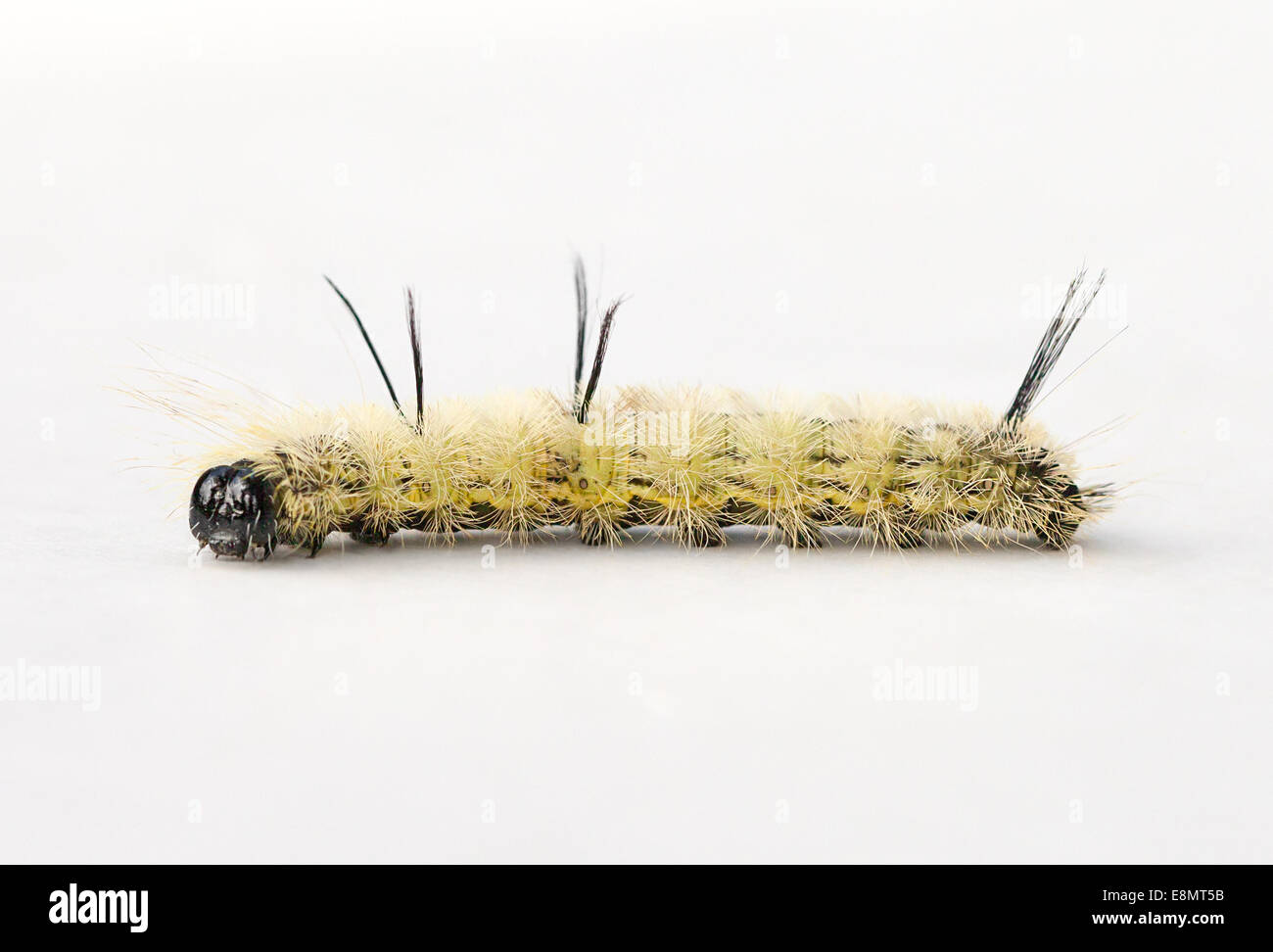 American Dagger Moth Caterpillar (Acronicta americana) on a white background Stock Photo
