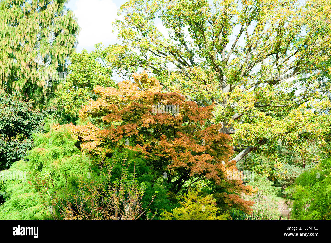 Golden days of Autumn in Kew Gardens. Stock Photo