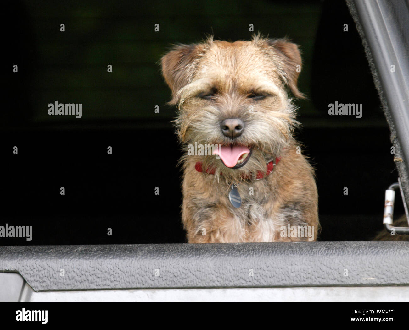 Border terrier, UK Stock Photo - Alamy