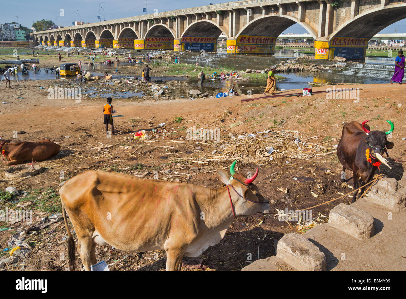 WASHING DAY UNDER A BRIDGE AT THE RIVER IN MADURAI INDIA THE COWS LOOK ON AND ONE EATS A PIECE OF PAPER Stock Photo