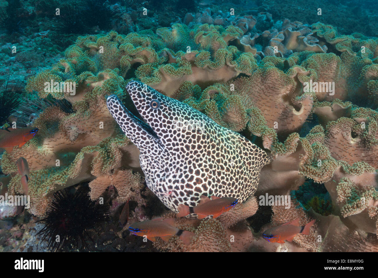 Honeycomb moray eel, Dimaniyat Islands, Oman Stock Photo