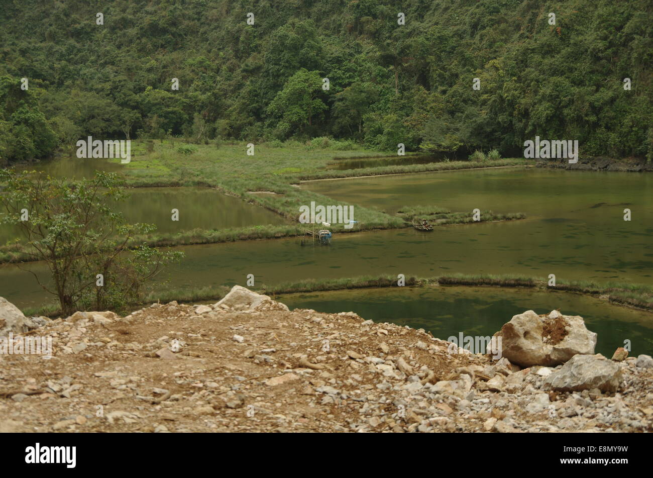 View of a rice field in Cat Ba Stock Photo