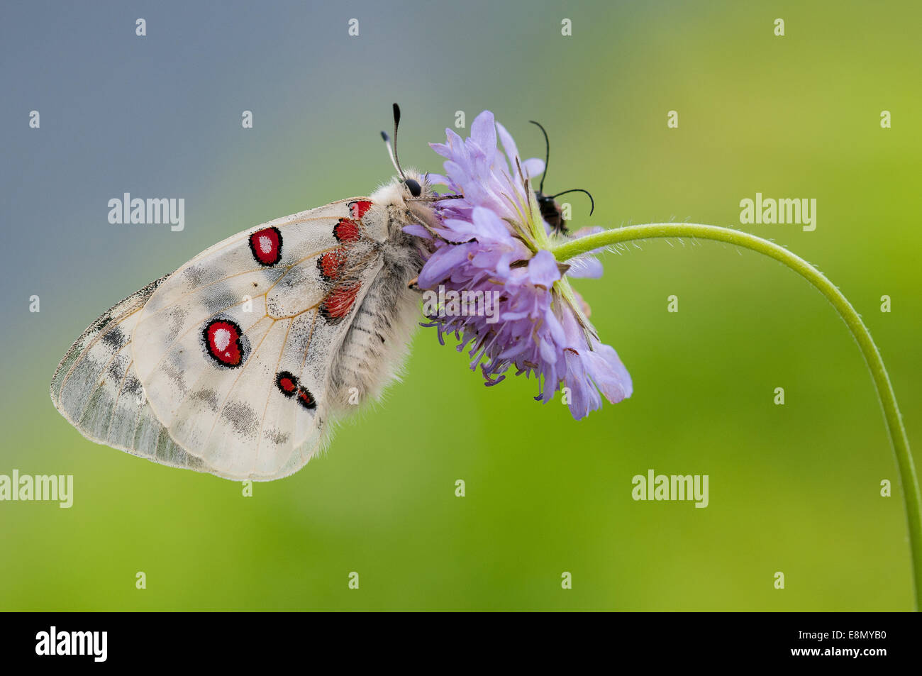 Roter Apollo / red apollo (Parnassius apollo Stock Photo Alamy