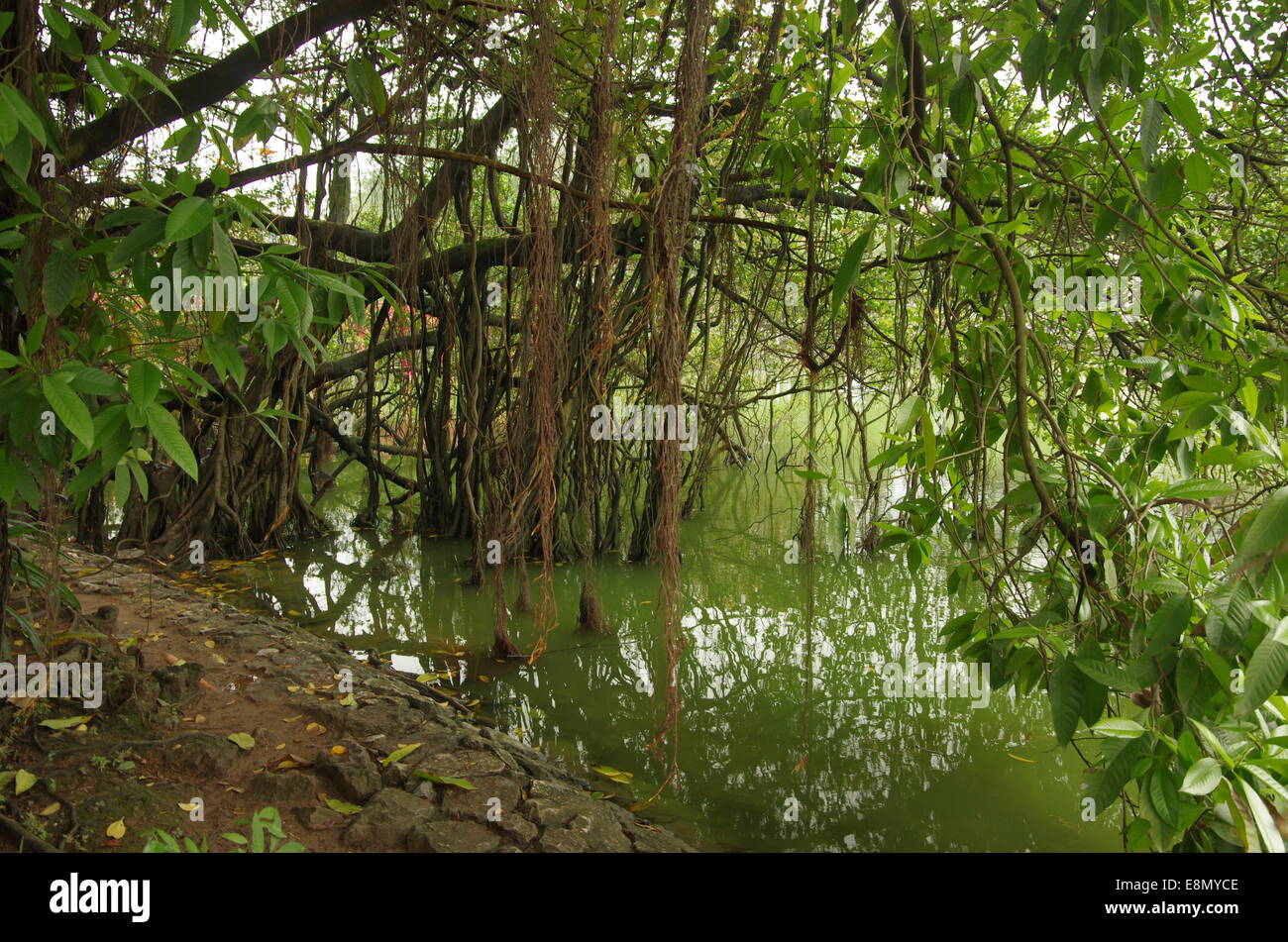 Jungle in a river Stock Photo