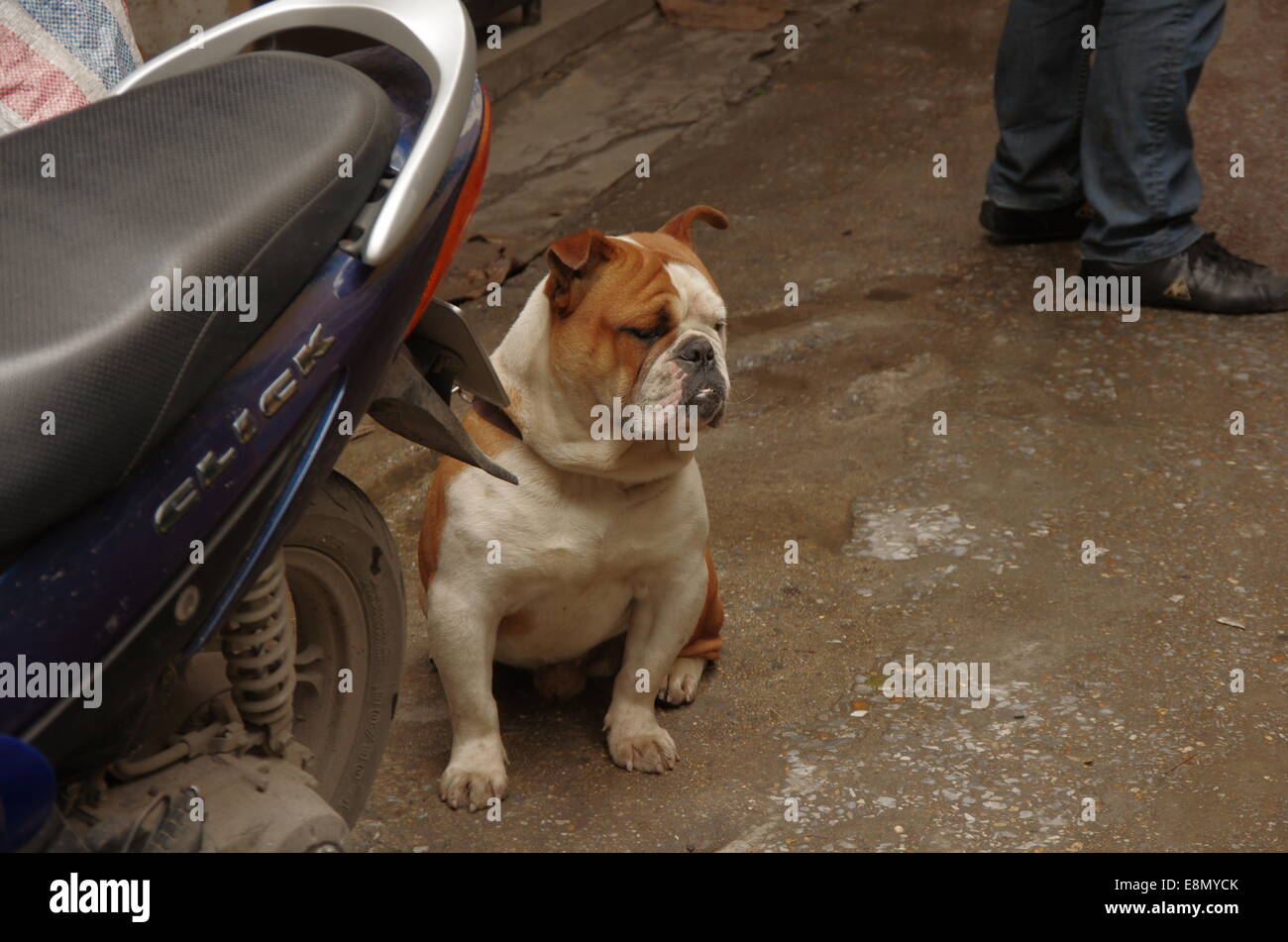 Lonely dog Stock Photo