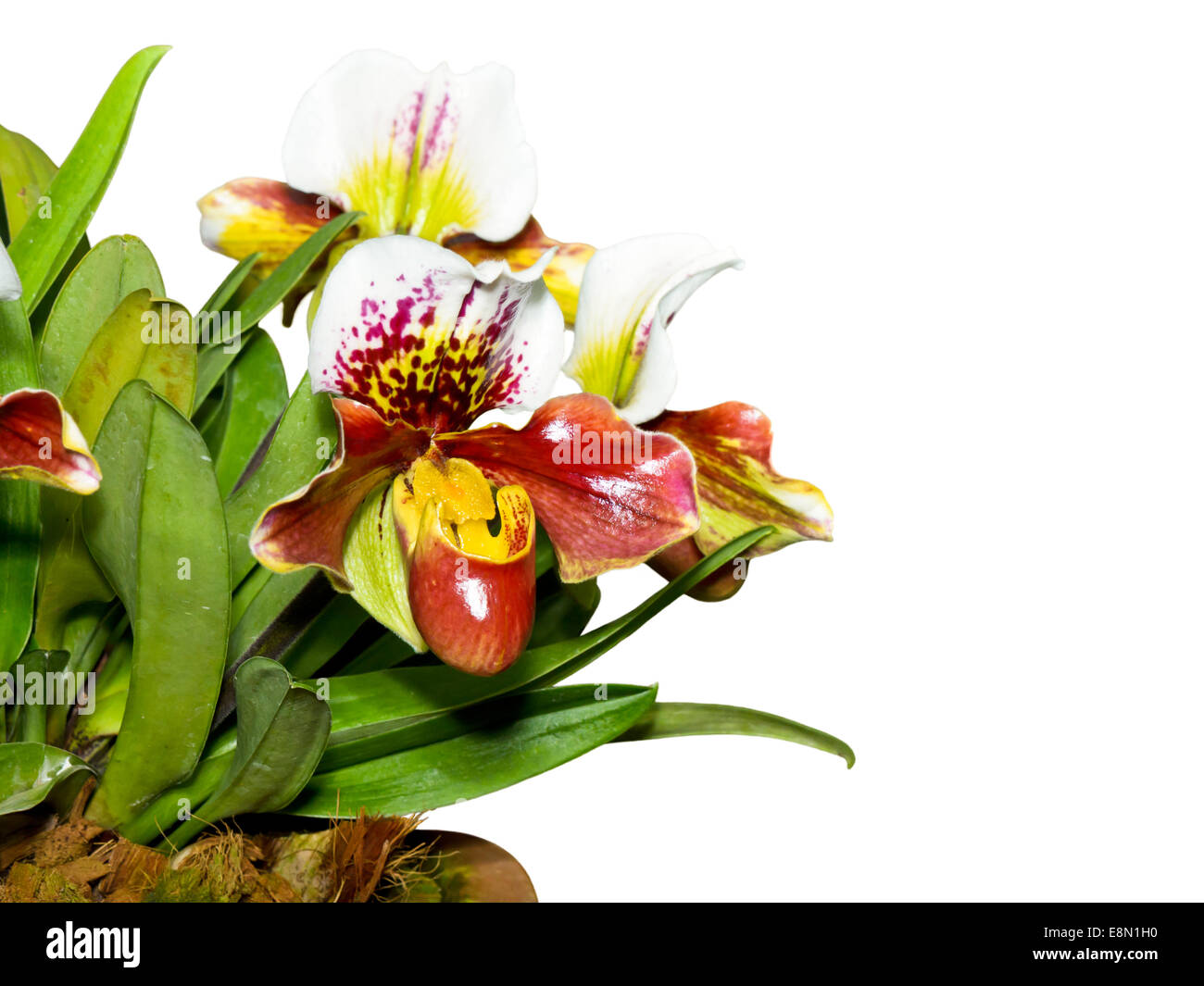 Slipper Orchid ( Paphiopedilum ) , Flora with flowers shaped exotic and rare on white background Stock Photo